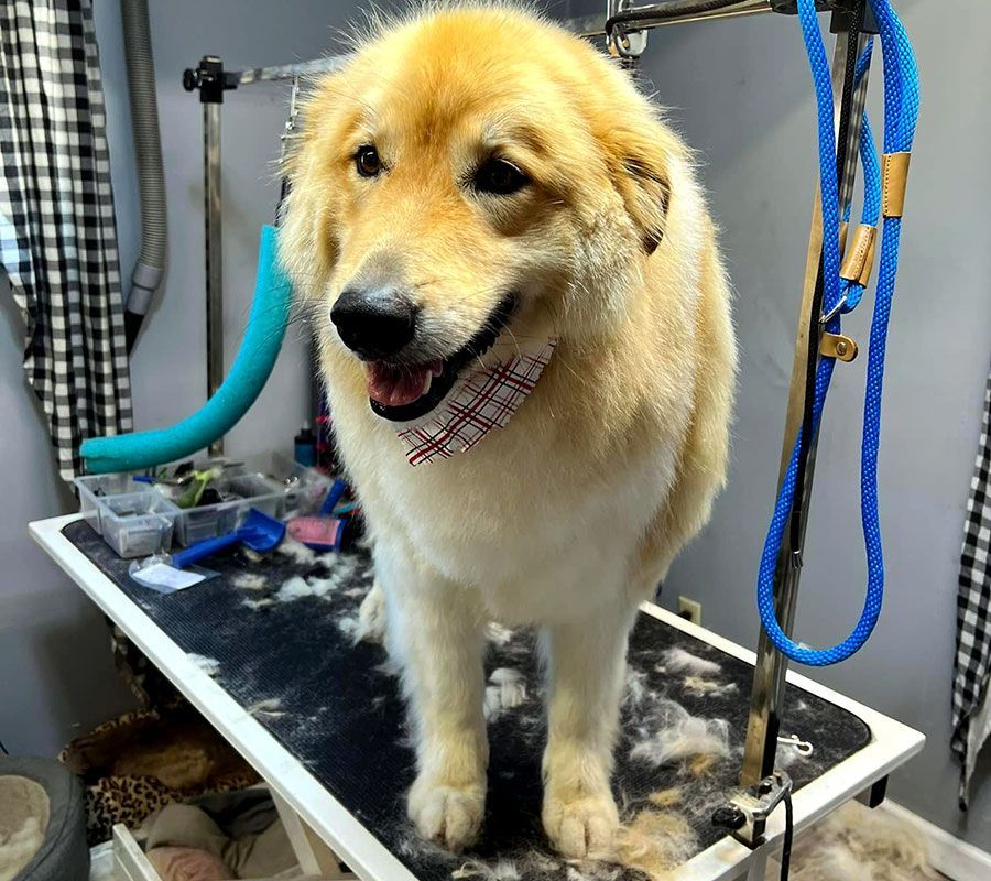 Golden retriever standing on a grooming table, wearing a bandana in a pet salon.