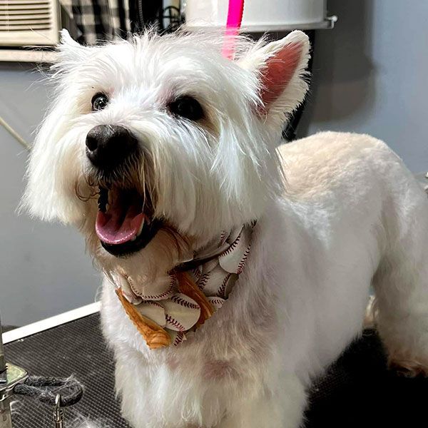 White terrier with open mouth, wearing a collar, in a grooming area