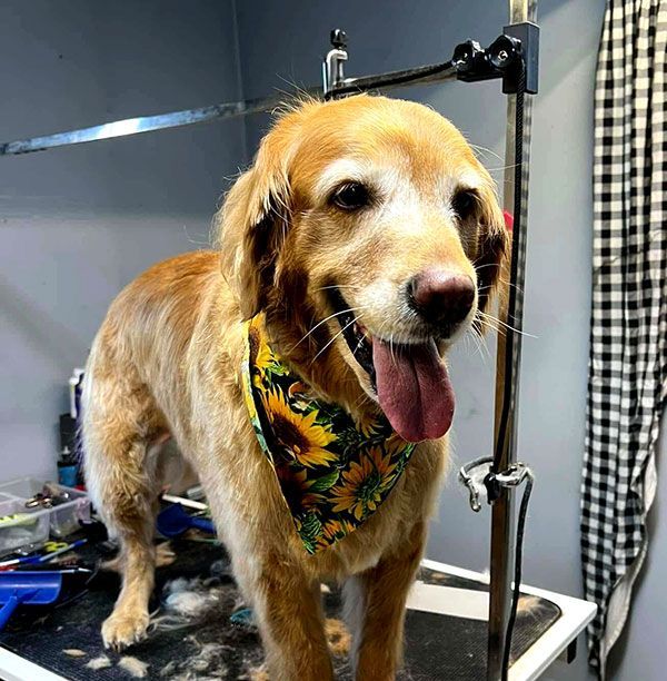 Golden retriever on a grooming table, wearing a sunflower bandana, tongue out.