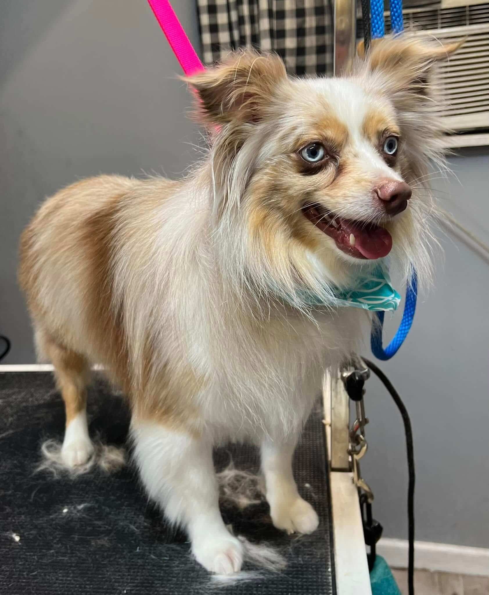 Small tan-and-white dog on a grooming table, wearing a blue leash and pink harness, looking happy