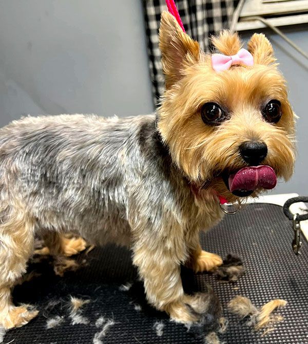 Small Yorkshire terrier with a pink bow, standing on a grooming table with a pink treat in its mouth