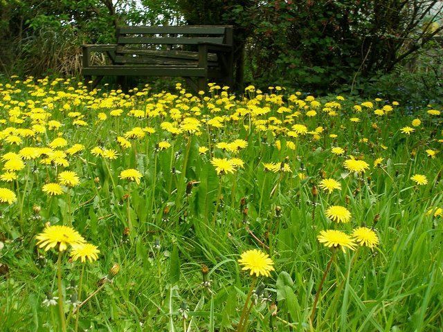A field of dandelions with a wooden bench in the background.