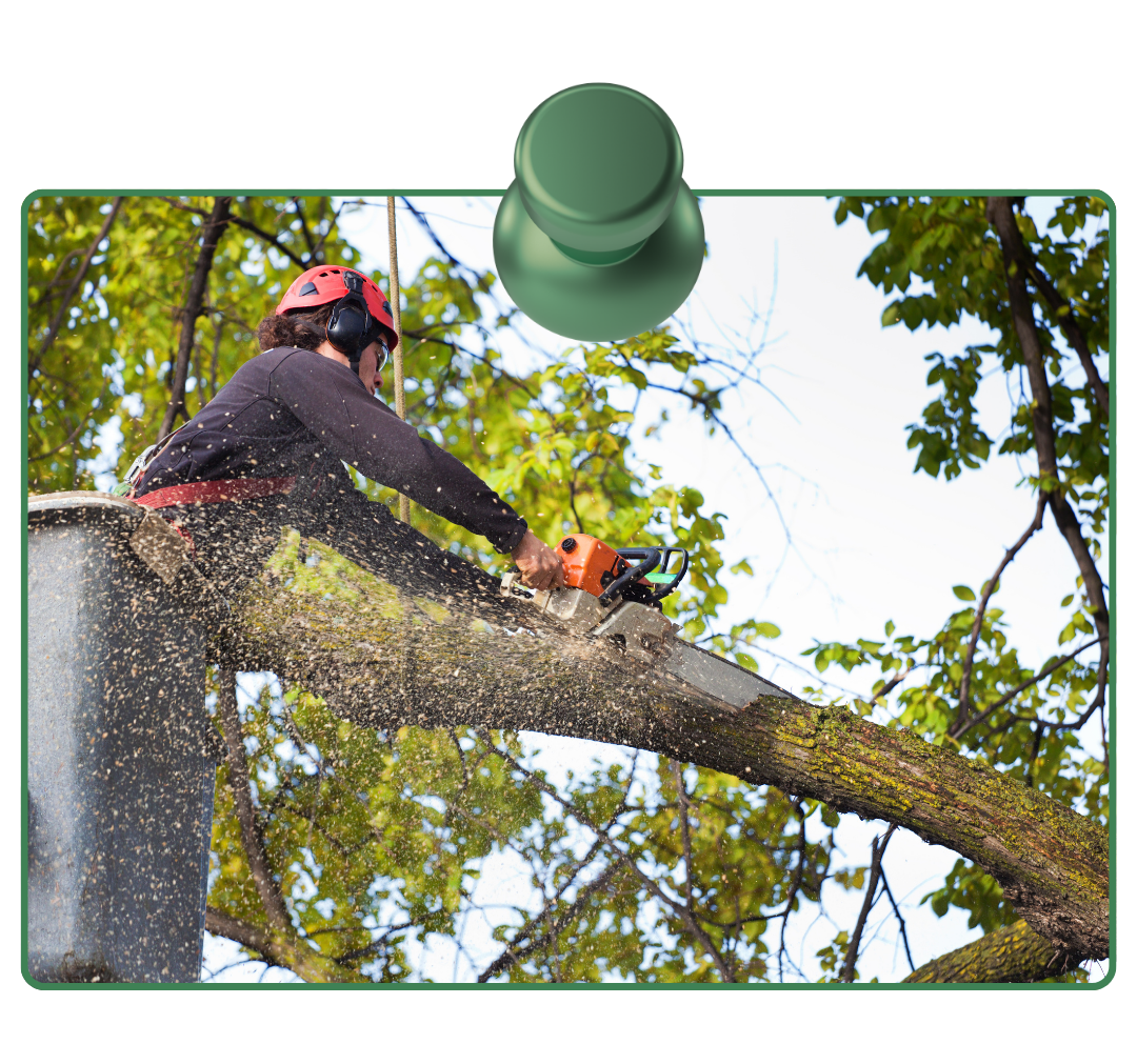 Arborist performing safety inspection on storm damaged backyard tree