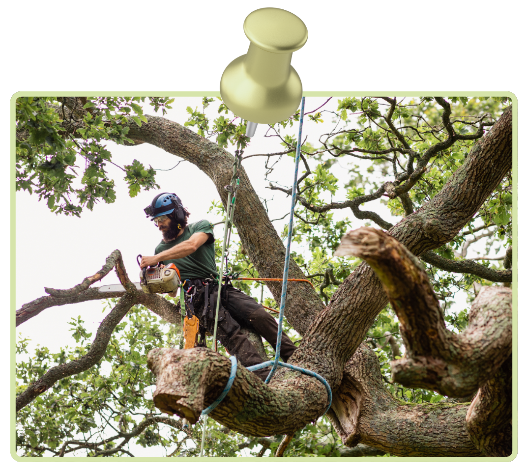 Arborist team assessing leaning tree at residential property site