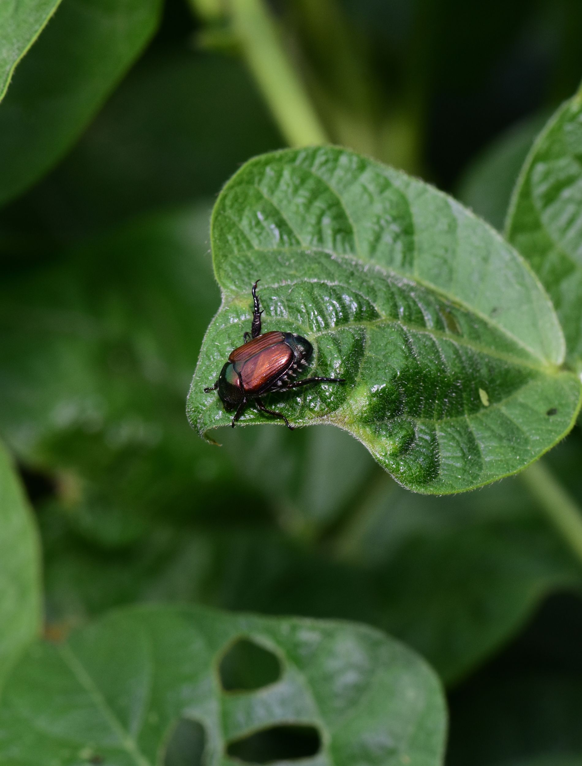 Pest Control | Clover, SC | Prevent Pest and Moisture