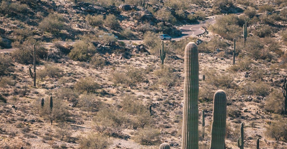 Limousine Rentals Near Me A group of saguaro cactus growing in the desert.
