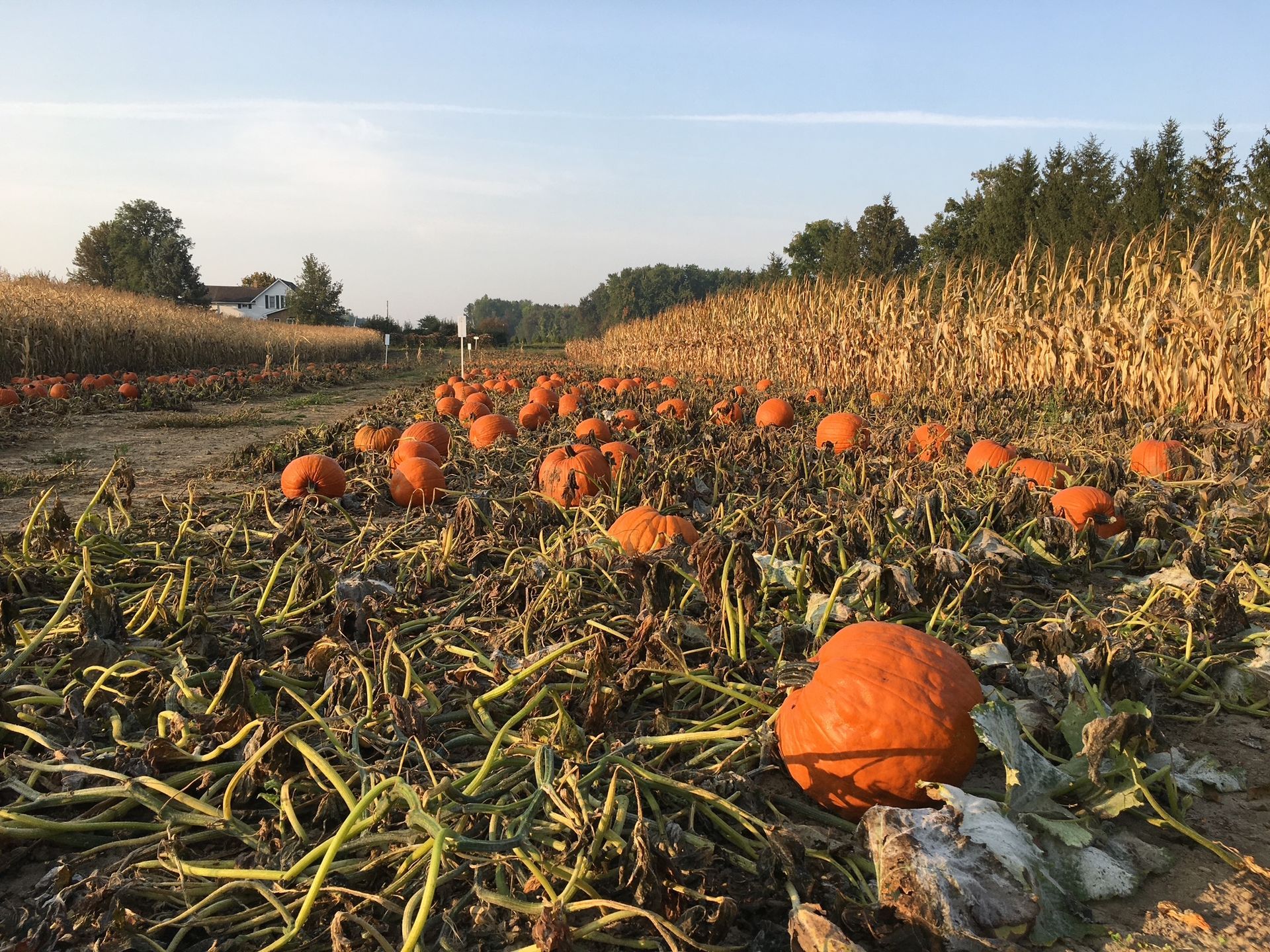 A field of pumpkins sitting on the ground next to a corn field.