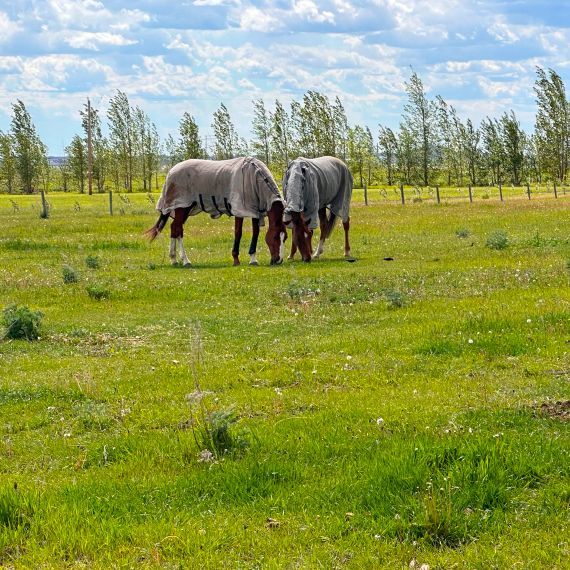 Two Horses
