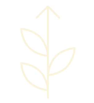 Un dessin au trait d'une plante avec des feuilles et une flèche pointant vers le haut.