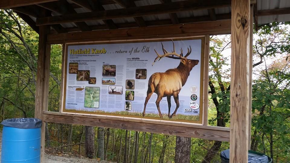 Wooden sign with information about elk, featuring a large elk illustration.