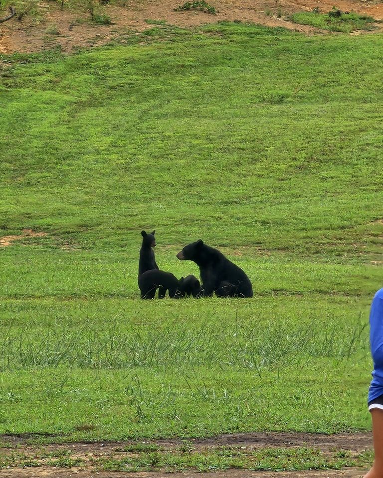 Black bear sits near a llama in a grassy field.