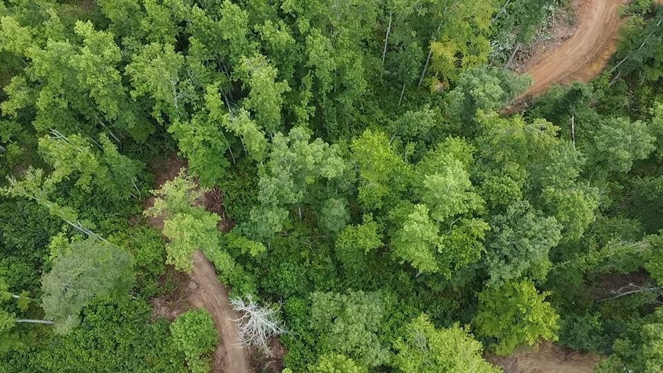 Overhead view of a dense green forest with dirt paths winding through it.