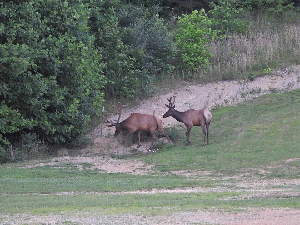 Two elk with antlers graze on a grassy hill, near trees and a dirt path.