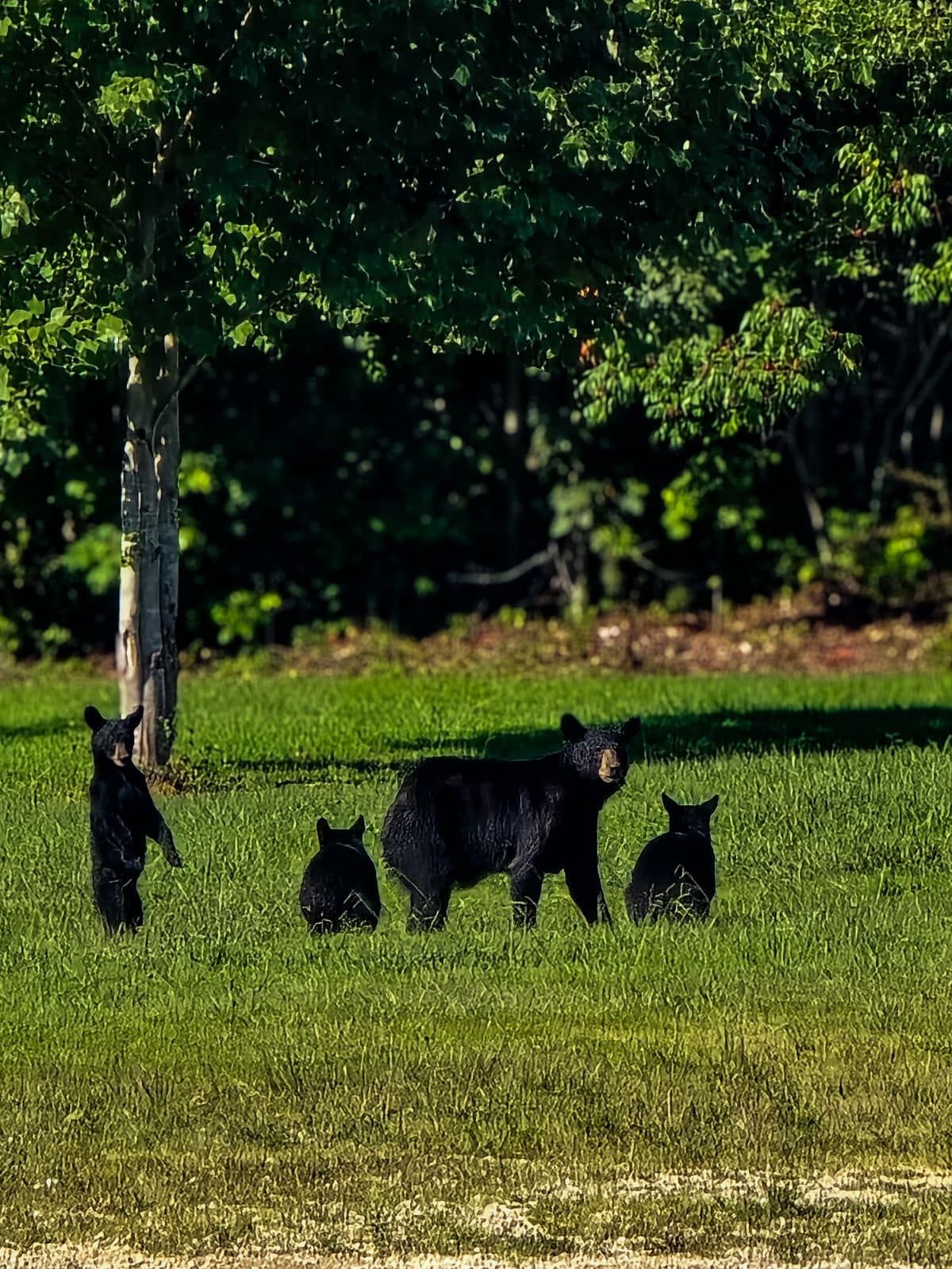 Black bear and three cubs in grassy field near trees.
