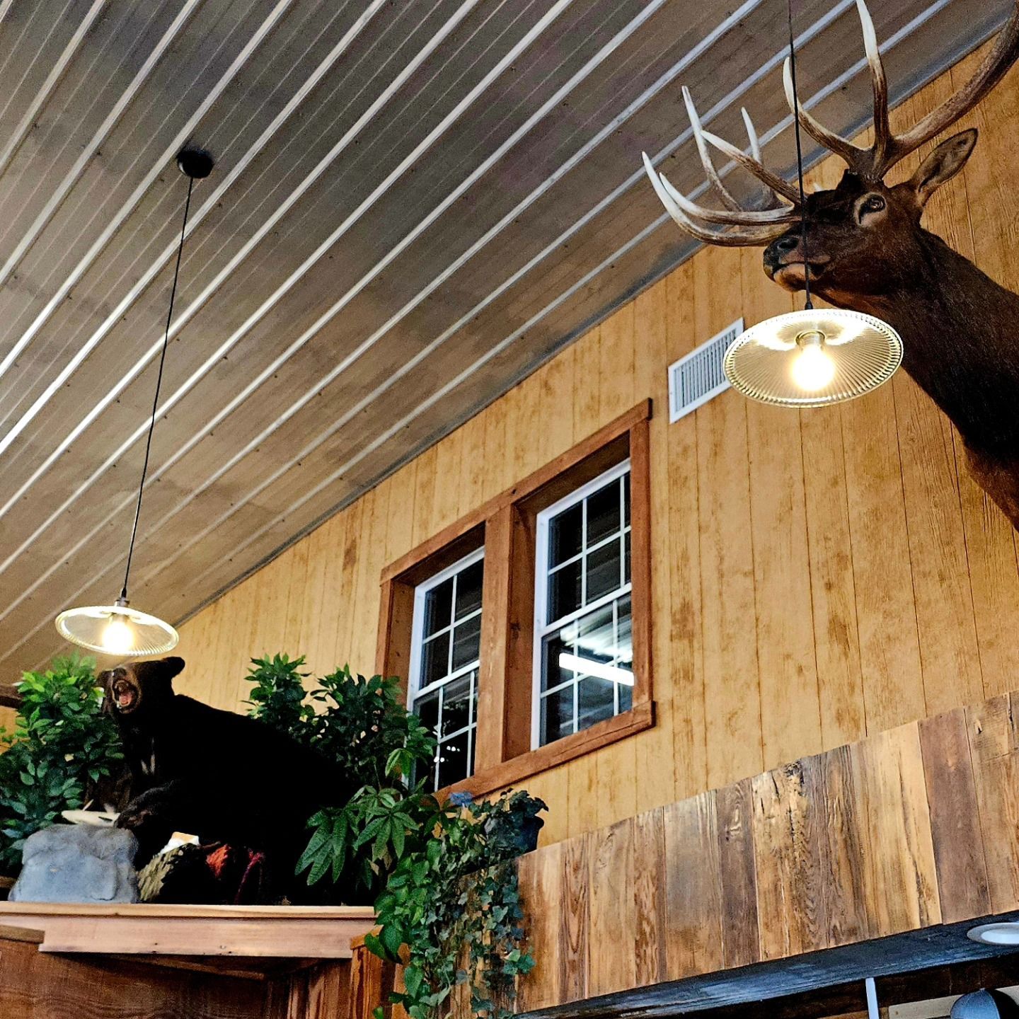 A taxidermied elk head, a black bear, and two hanging lights inside a rustic-style building.