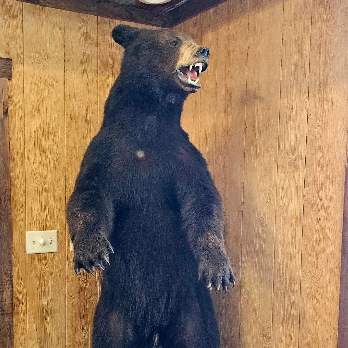 Taxidermied black bear standing upright, mouth open, against wood-paneled wall.
