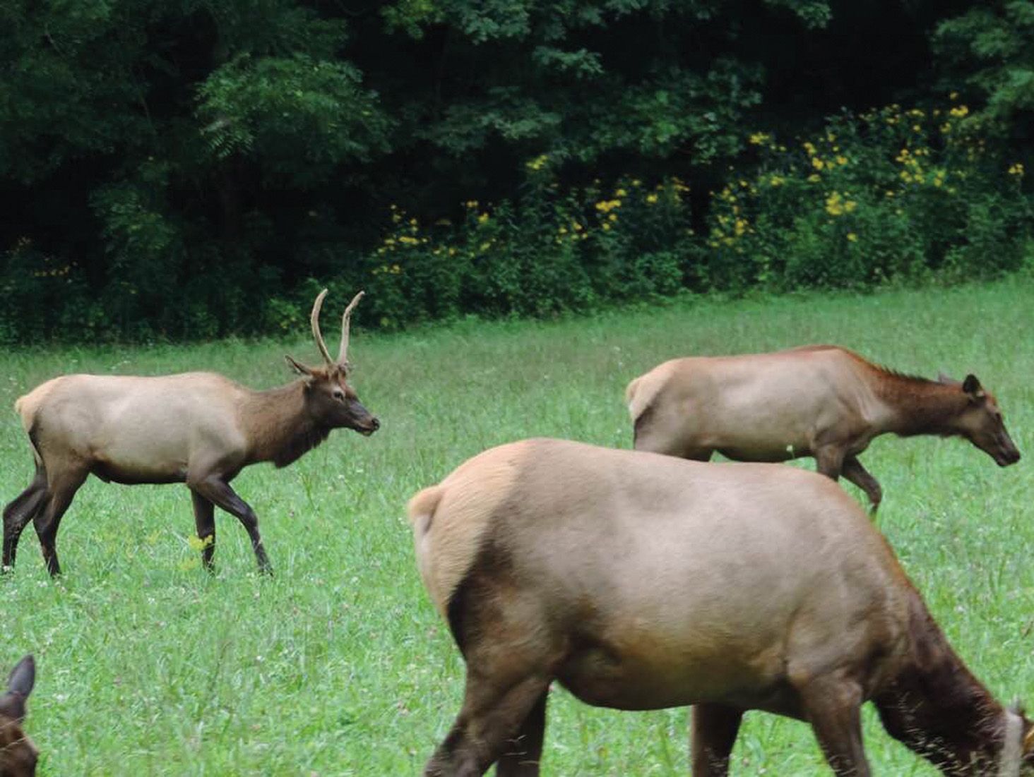 Elk graze in a grassy field near trees. One has large antlers, and they are various shades of brown.