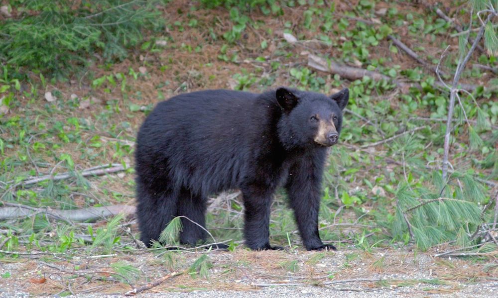 Black bear standing on a roadside, looking forward, with forest background.