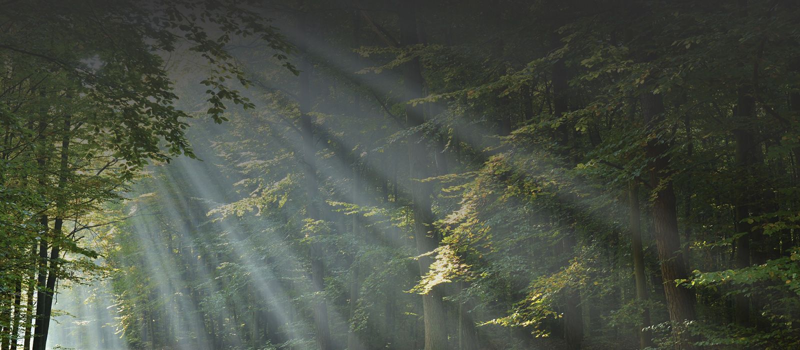 Sunlight streams through trees in a lush forest, creating a hazy, bright atmosphere.