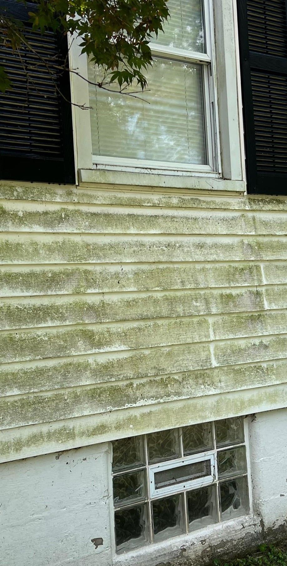 A close up of a house with a window and siding covered in moss.