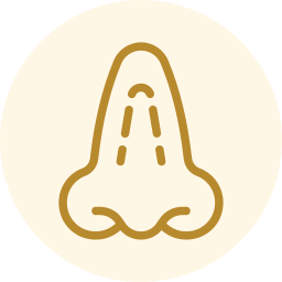 Stylized gold nose icon on a pale cream circle background