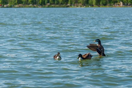 Gite al lago