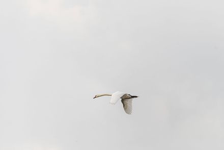 Airone