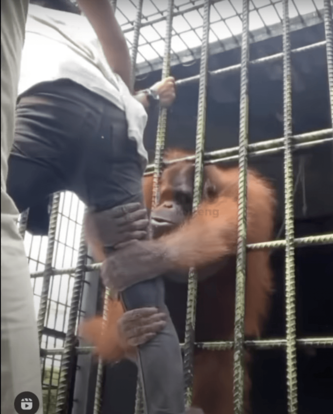 Gambar 1, Pria pemanjat pagar kandang demi konten youtube ditarik orang utan