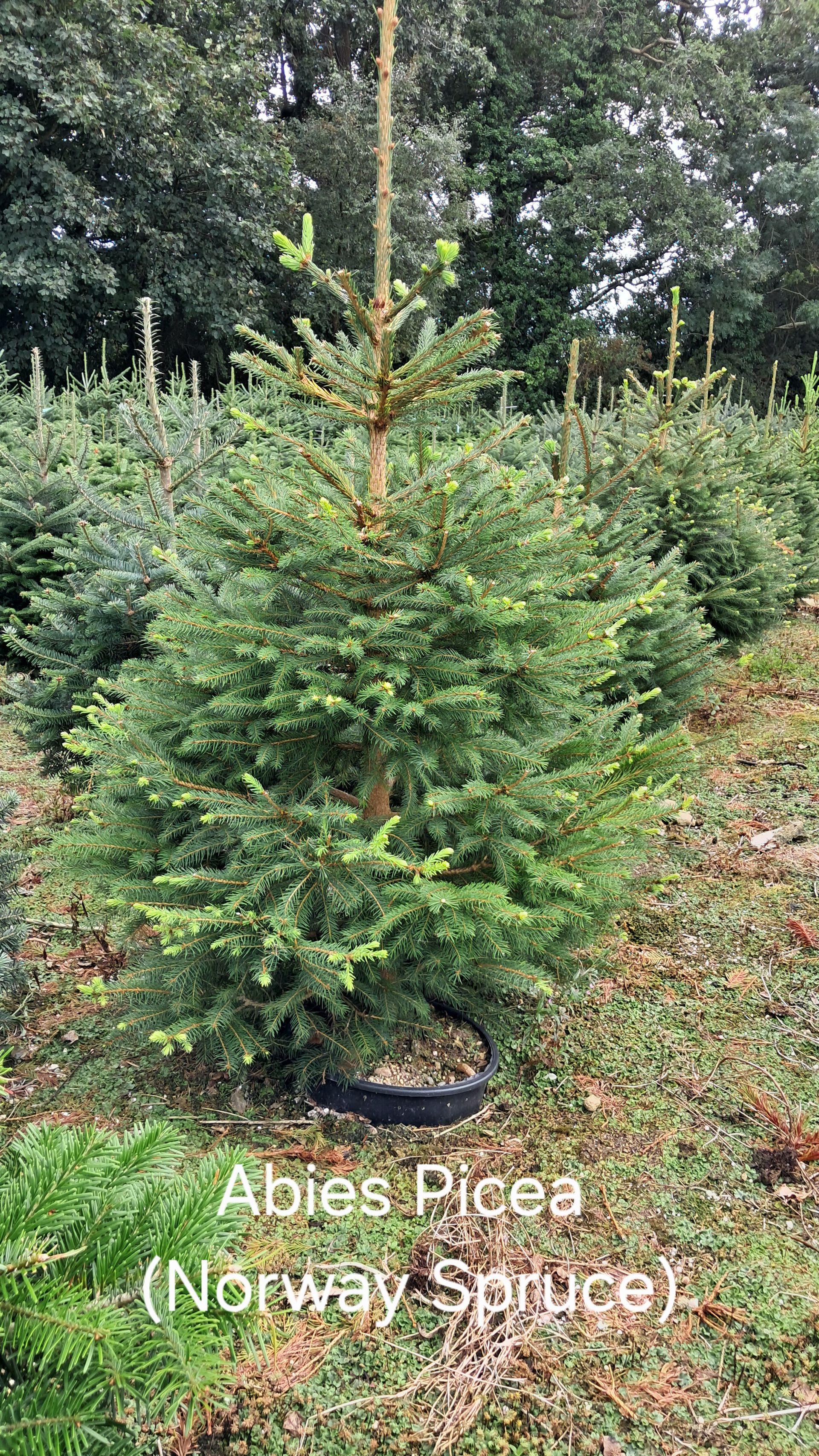 Real Christmas Trees, Northern Ireland | Christmas Trees NI