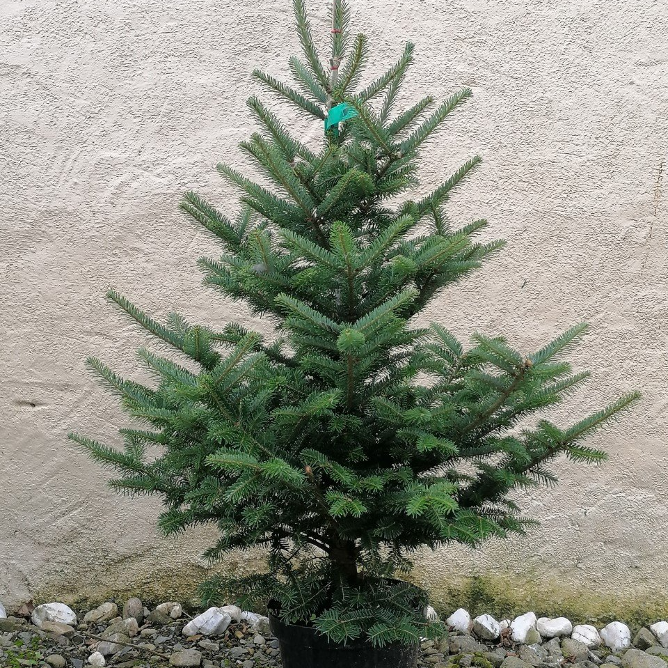 Real Christmas Trees, Northern Ireland | Christmas Trees NI
