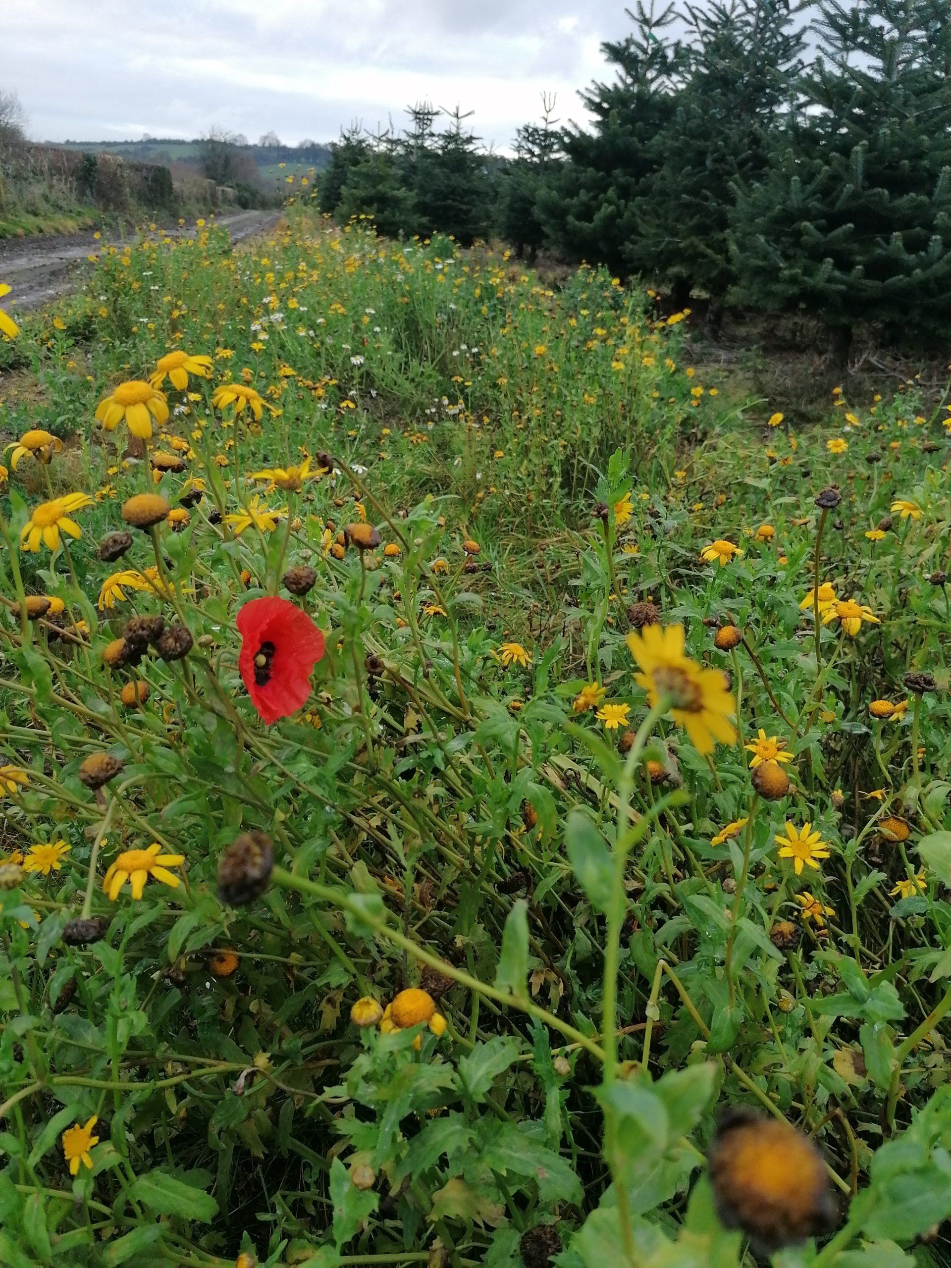 wild flowers image