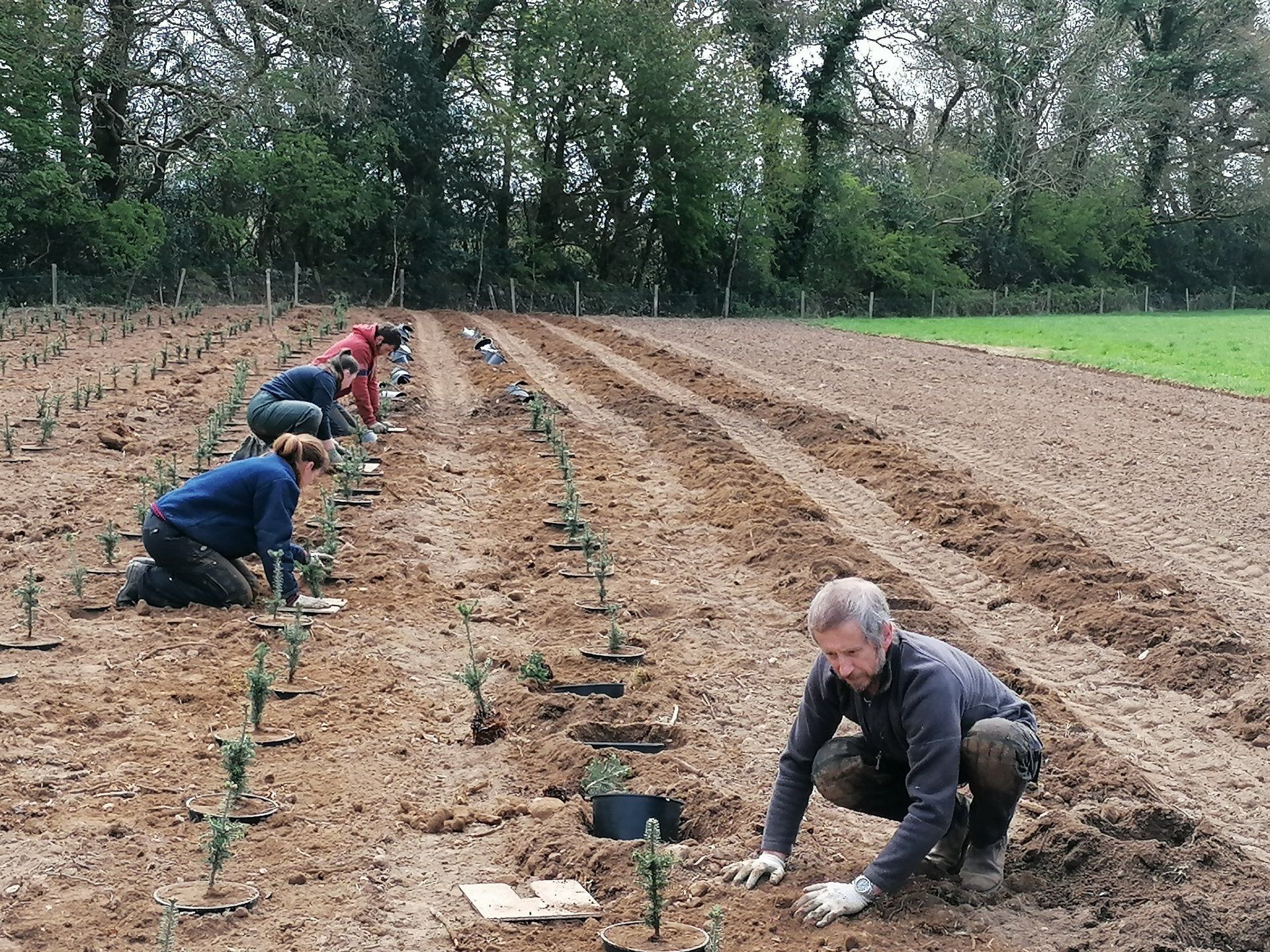 pots planting image