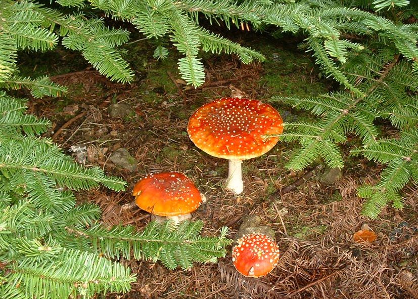 flora and fauna image