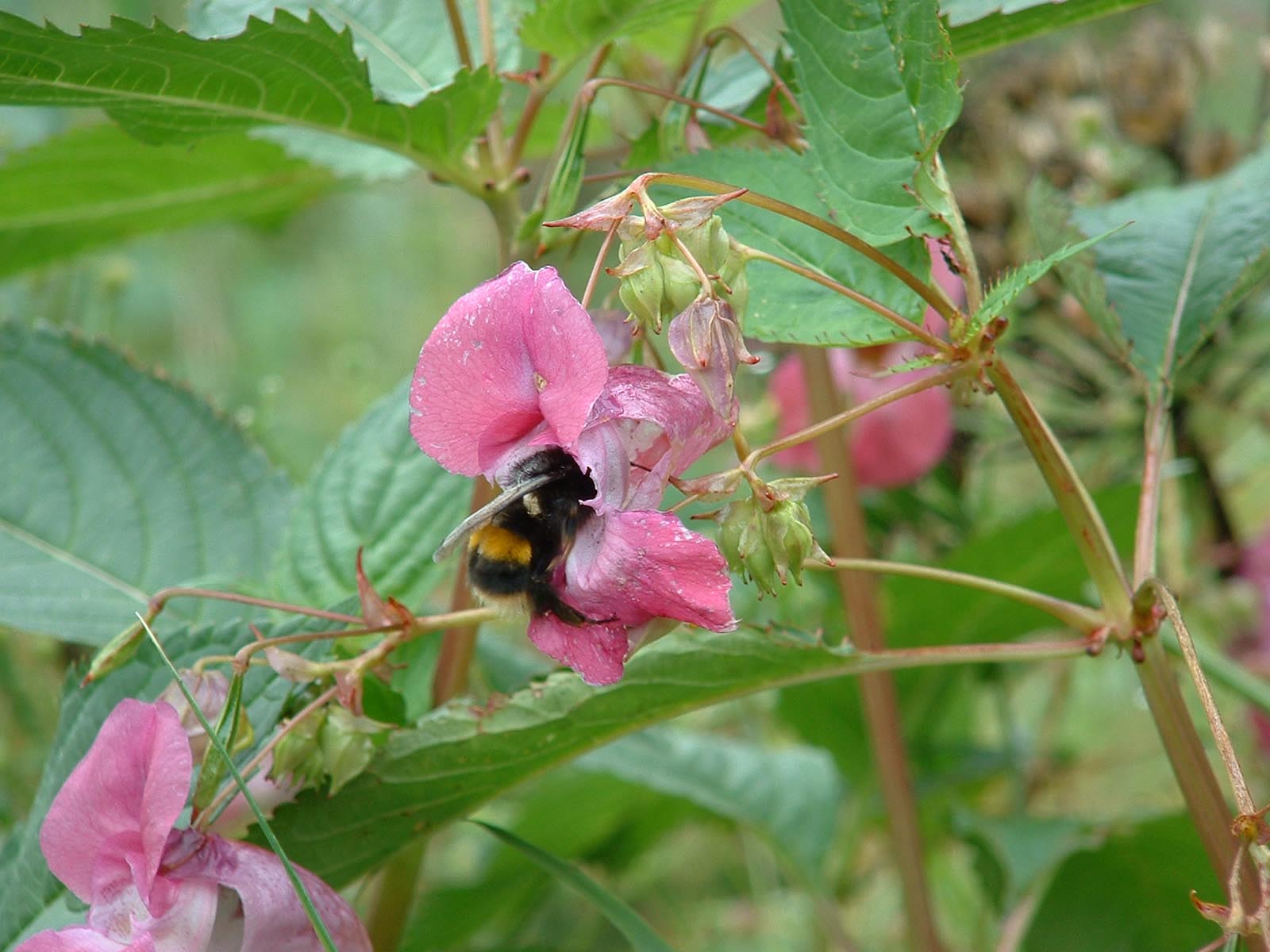 bee image