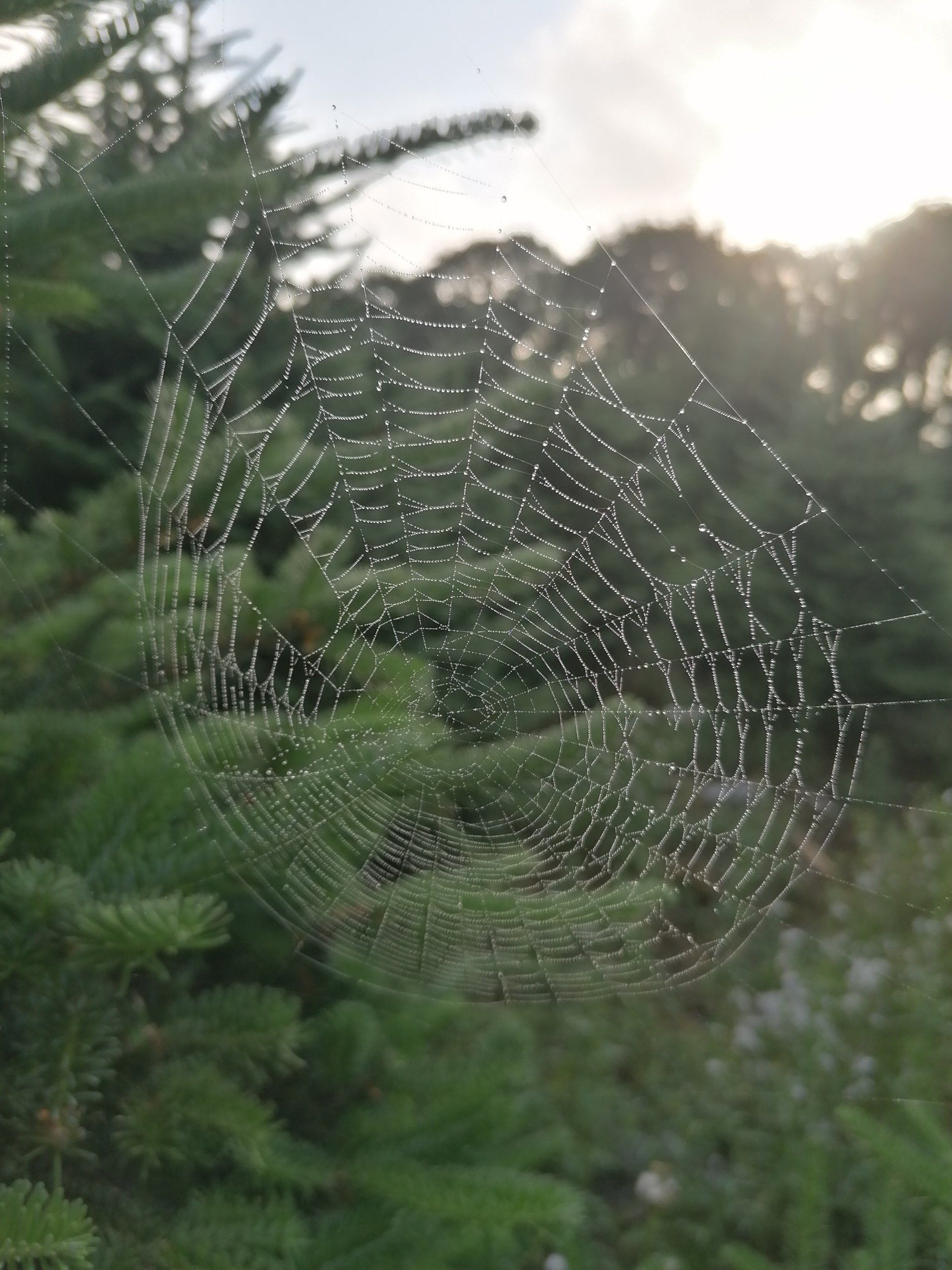 nature image