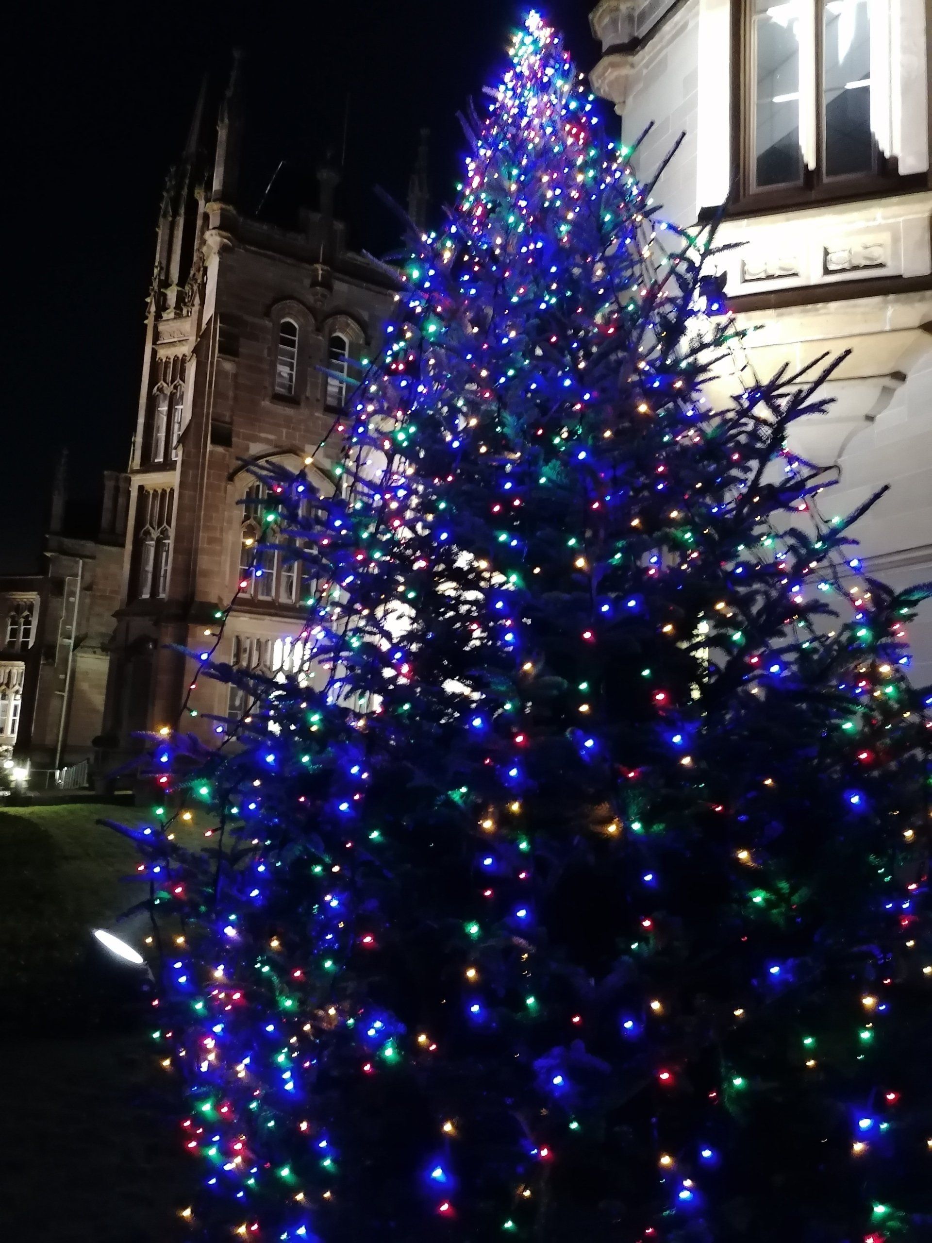 outdoor tree image