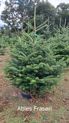 pot-grown fir image