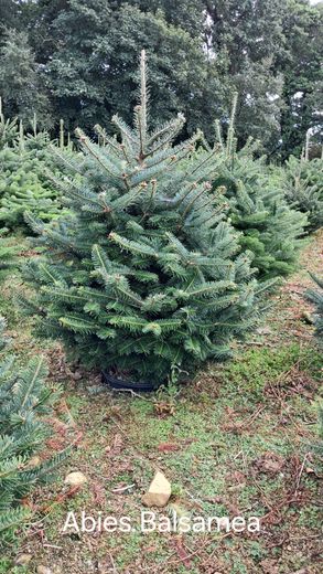 Christmas tree stands image