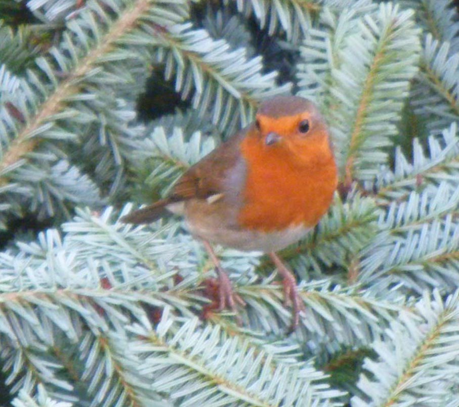 fauna image