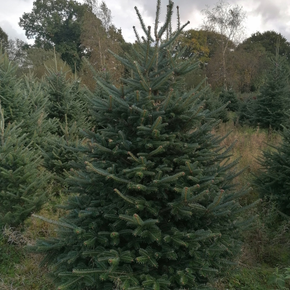 fraser fir image