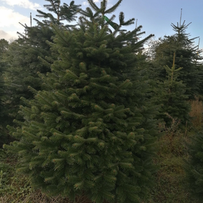 nordman fir image