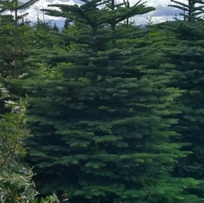 noble fir image