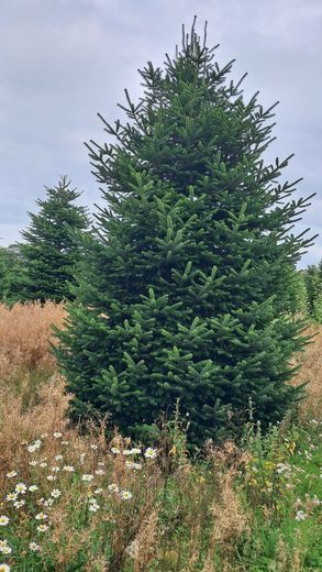 pot-grown fir image