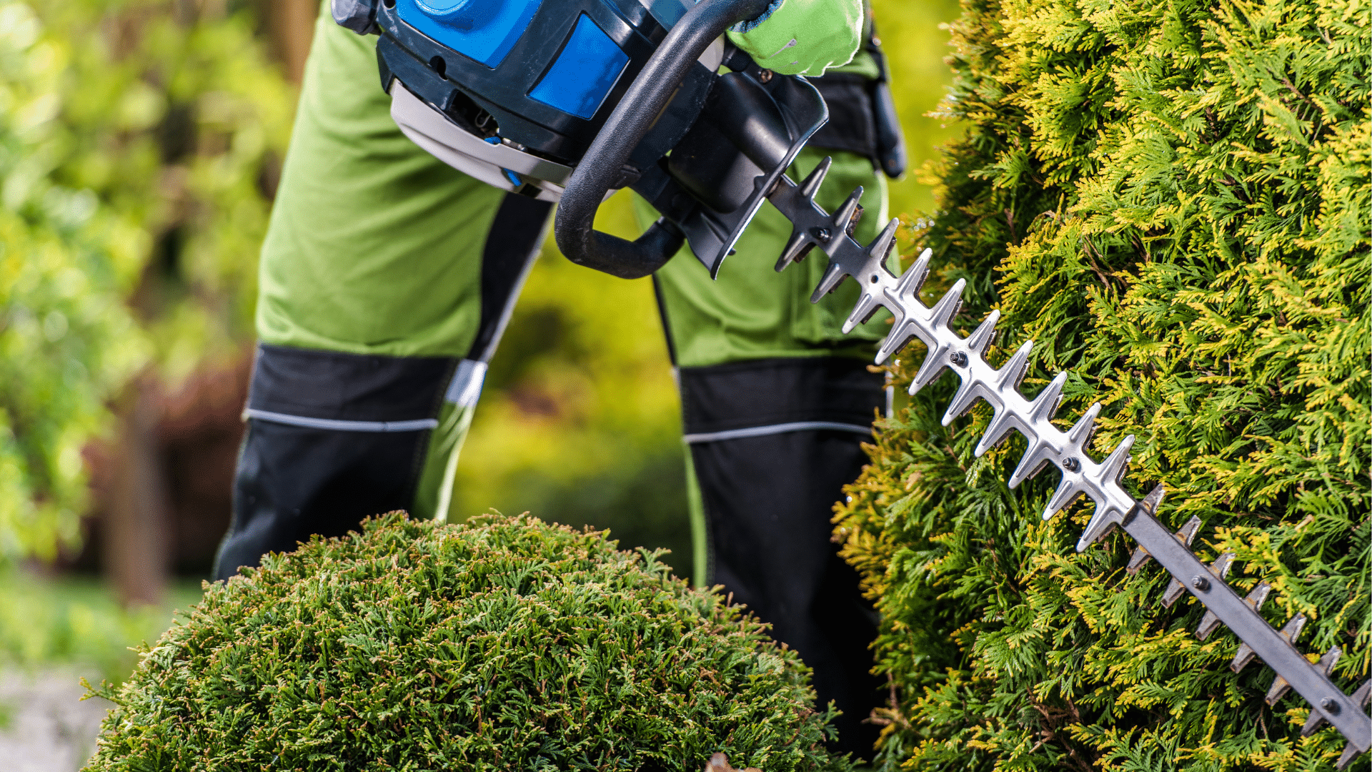 Person trimming green hedges with electric hedge trimmer in a garden