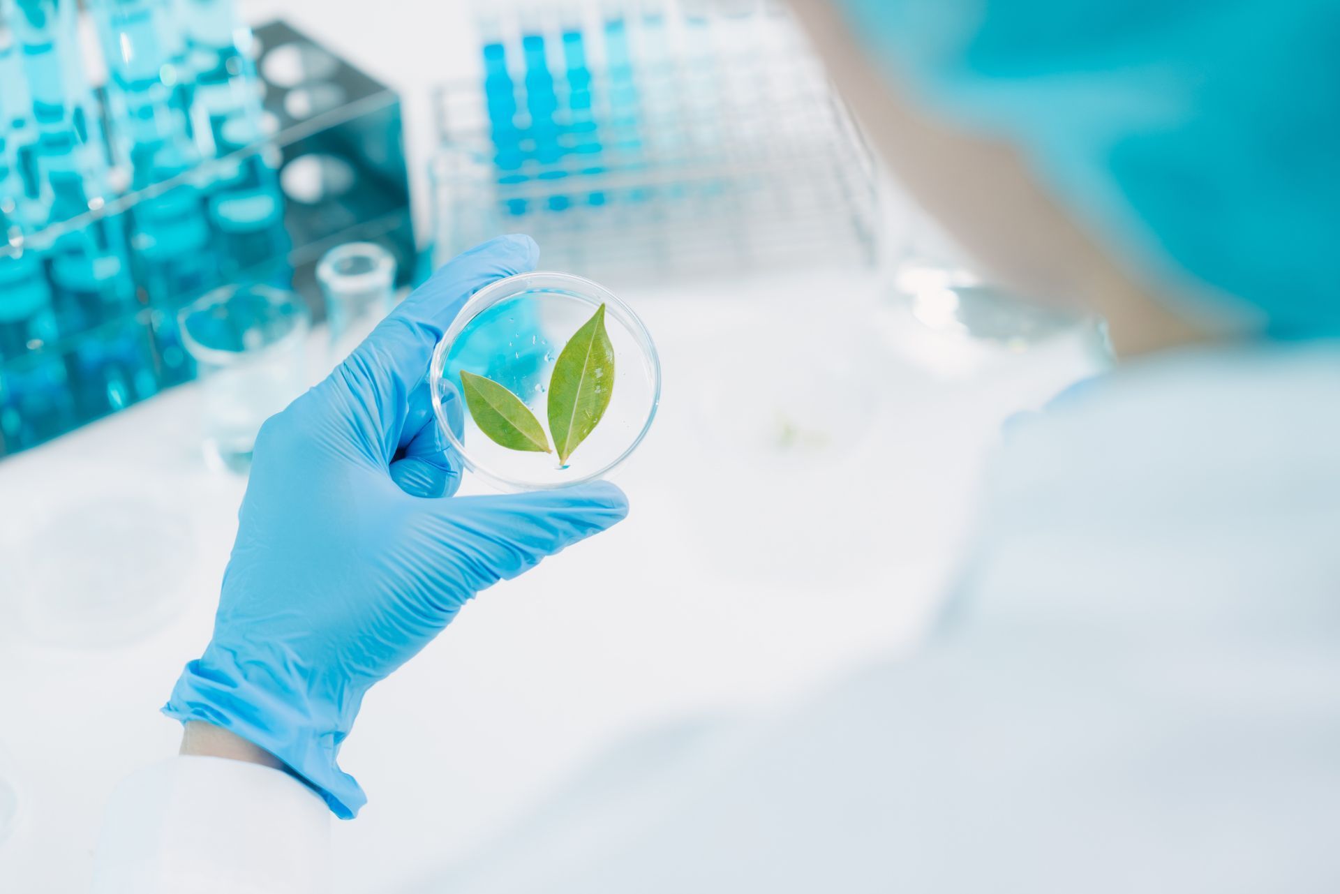 Gloved hand holding a petri dish with green plant leaves in a laboratory setting