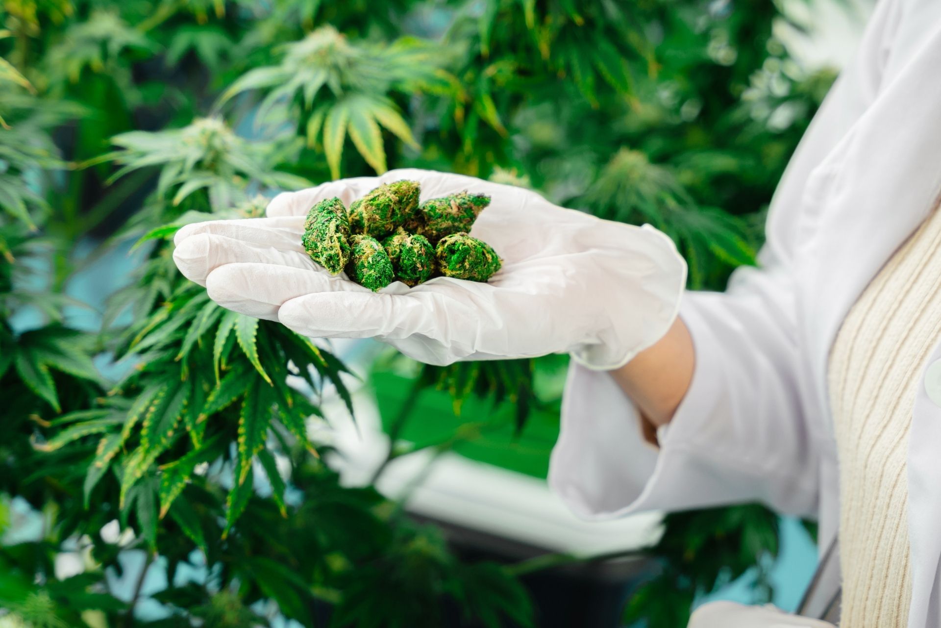 Gloved hand holding fresh cannabis buds beside a leafy marijuana plant in a grow room