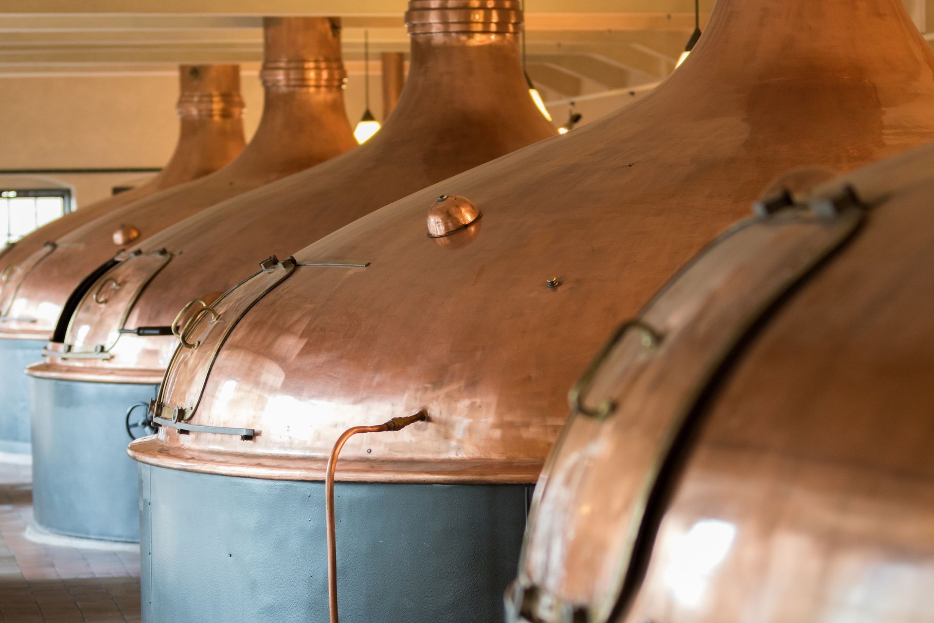 A row of large, polished copper brewing kettles with grey metal bases in an industrial distillery setting.