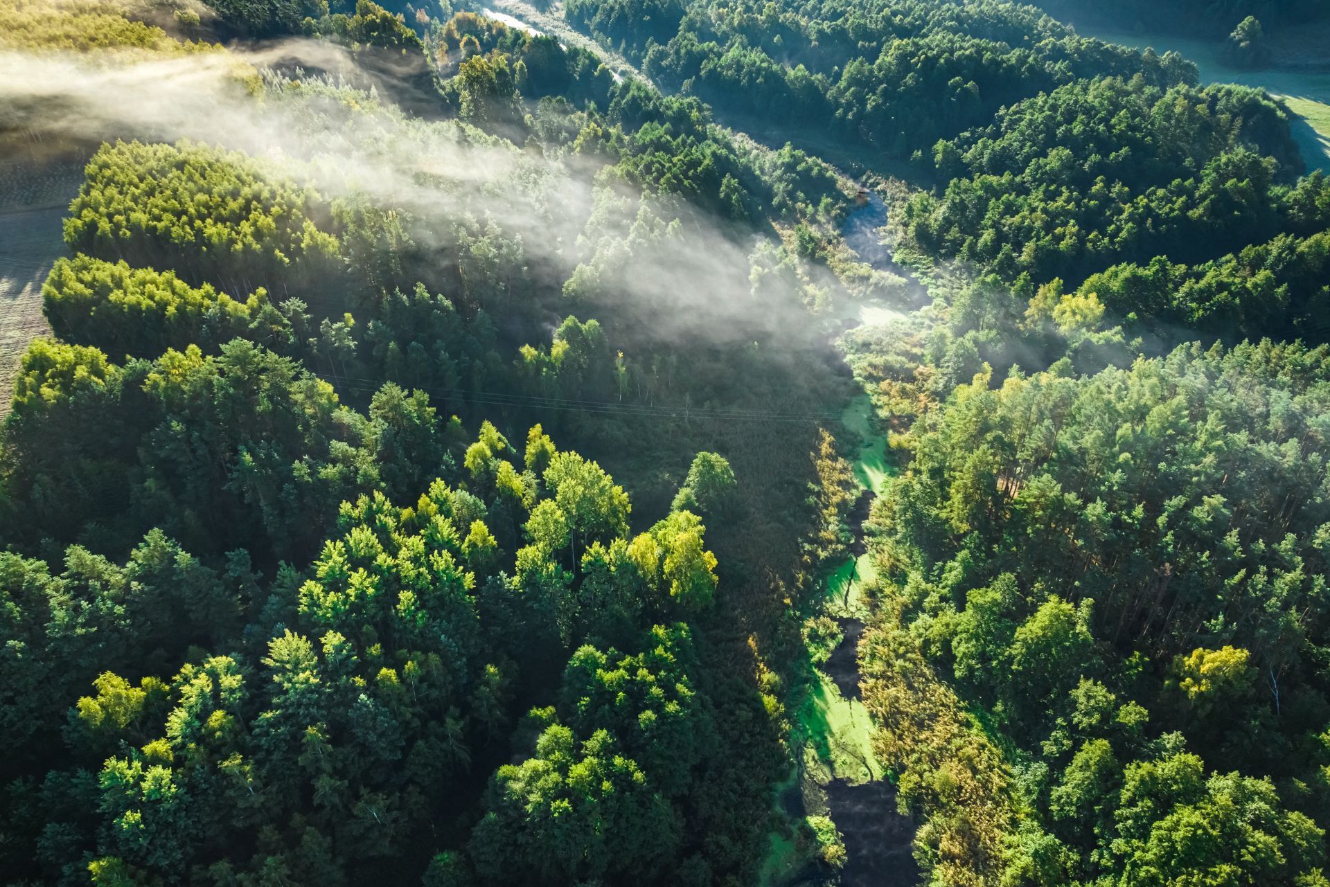 Aerial view of lush green forest hills with sunlight and mist drifting through the trees