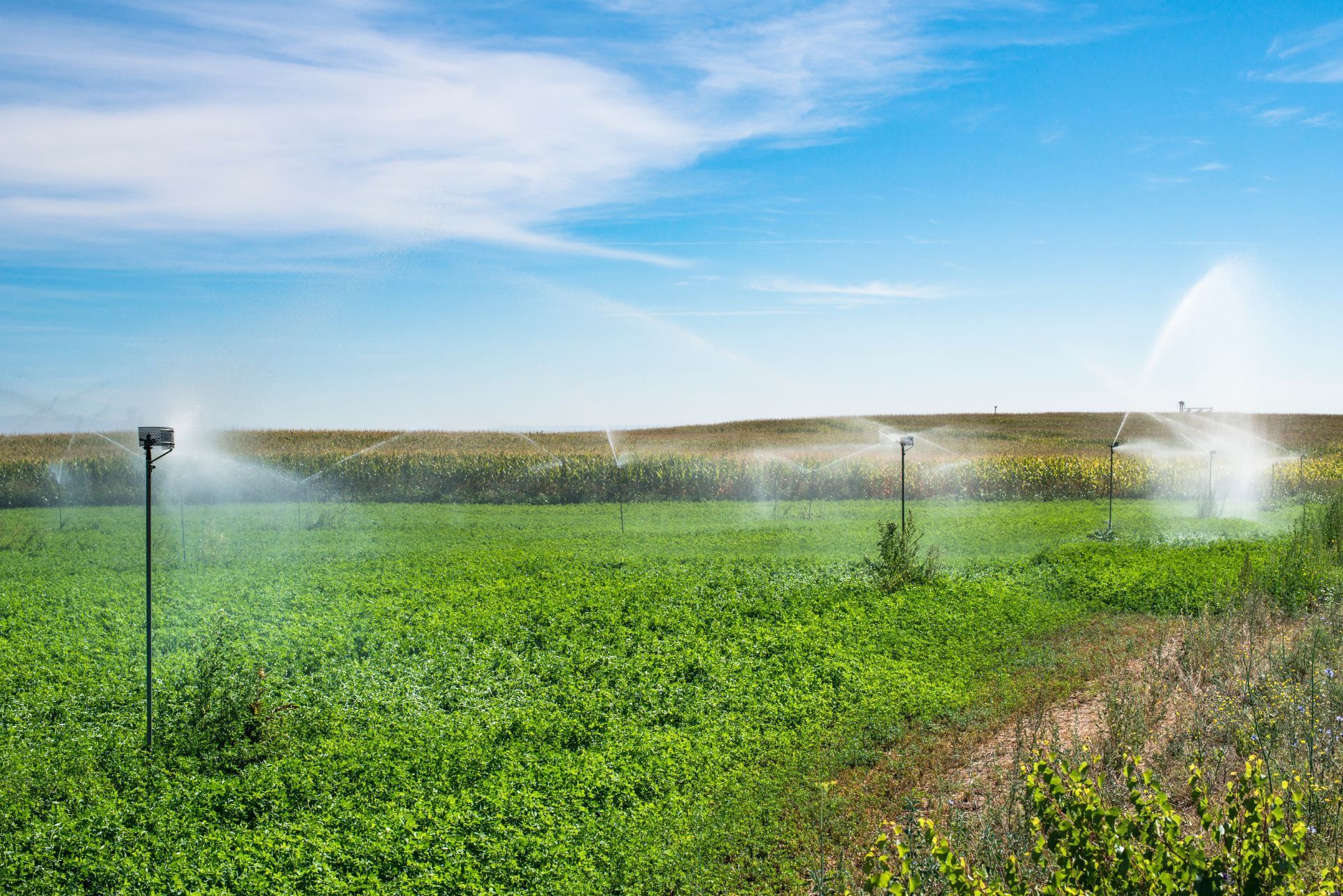Irrigated green field with sprinklers spraying water under a blue sky