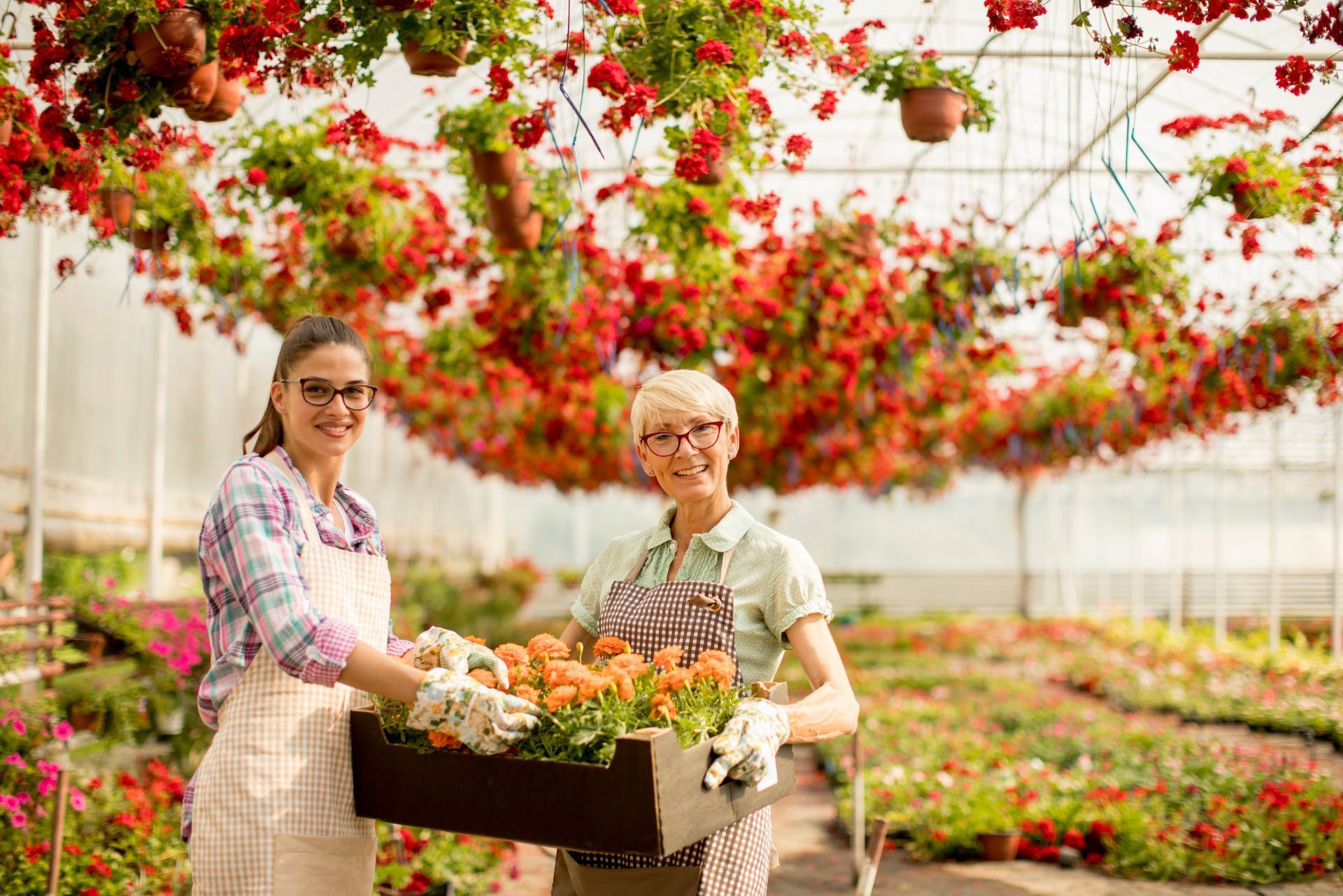 Two greenhouse workers holding a crate of flowers beneath hanging red blooms